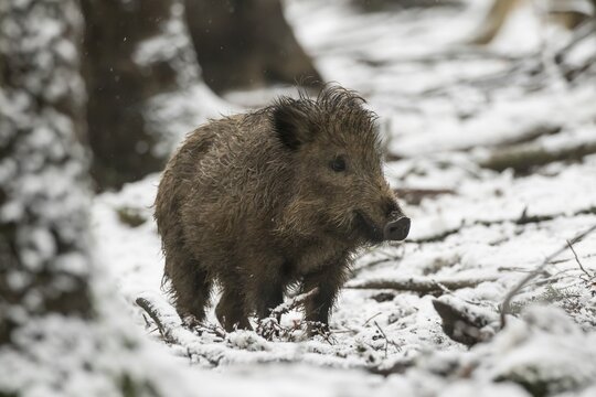Wild boar (Sus scrofa) in winter in snow, Vulkaneifel, Rhineland-Palatinate, Germany