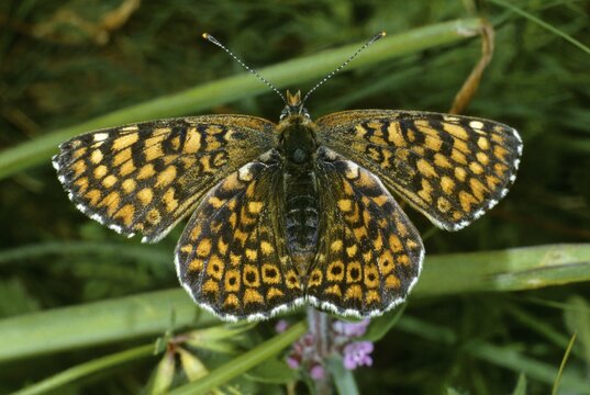 Heath Fritillary (Melitaea athalia), fam. Nymphalidae