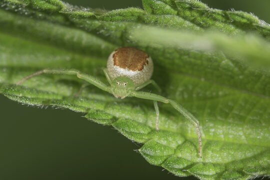 A Diaea dorsata (Diaea dorsata) in mantis position on a green leaf, abdomen with distinctive brown pattern, Baden-W&uuml;rttemberg, Germany