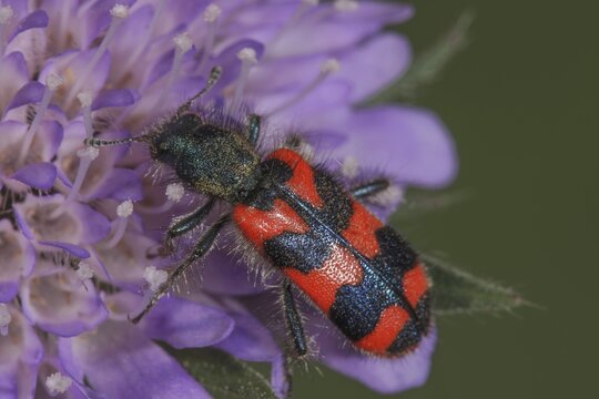 Bee beetle (Trichodes apiarius) nibbling pollen on a field widow flower, bright pattern, Baden-W&uuml;rttemberg, Germany