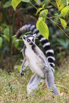 Ring-tailed lemur (Lemur catta), standing, Nahampoana Reserve, South Madagascar, Madagascar