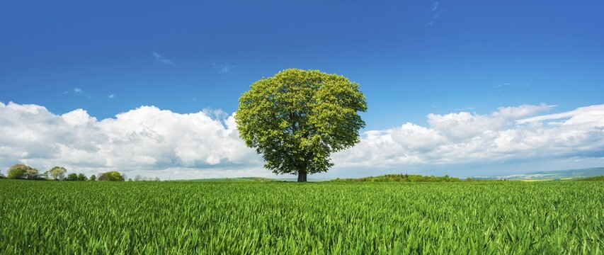 Large solitary horse chestnut (Aesculus) on a green field in spring, blue sky with clouds, Burgenlandkreis, Saxony-Anhalt, Germany