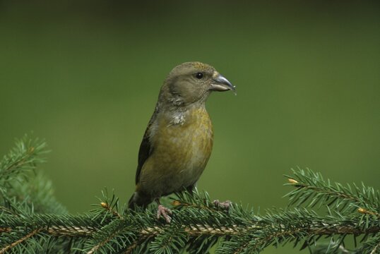 Female Common- or Red Crossbill (Loxia curvirostra), Fringillidae family of Finches
