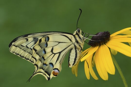 Old World Swallowtail or Common Yellow Swallowtail (Papilio machaon) perched on a flower, Schwaz, Tirol, Austria