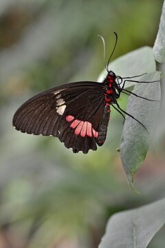 Lysander Cattleheart (Parides lysander), native to Guiana, butterfly house, Forgaria nel Friuli, Italy