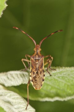 Juniper Shield Bug (Gonocerus juniperi), Baden-W&uuml;rttemberg, Germany