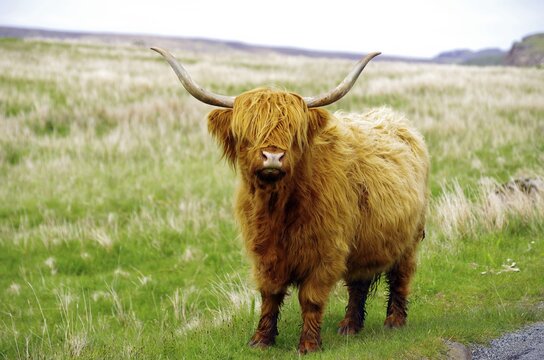 Shaggy Highland cattle with large horns, heraldic animal, Highlands, Scotland, Great Britain