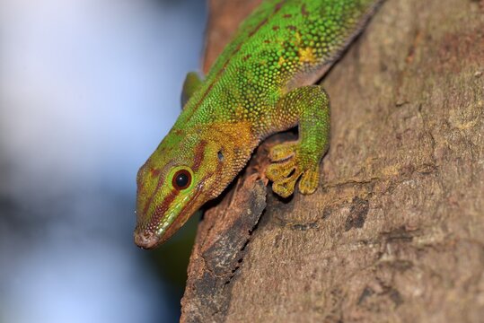 Boehme's Day Gecko (Phelsuma boehmi), Analamazaotra, Ost-Madagaskar, Madagascar