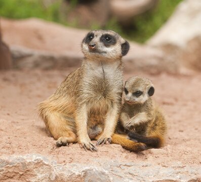 Meerkats (Suricata suricatta), adult and young, captive, Thuringia, Germany