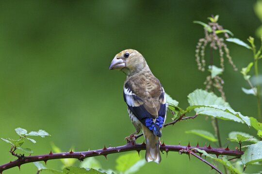 Hawfinch (Coccothraustes coccothraustes), perching on a blackberry twine