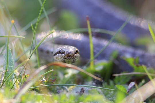 Smooth Snake (Coronella austriaca)