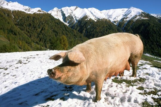Domestic pig (Sus scrofa domestica), Bolzano-Bozen, Italy, Europe