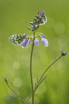 Orange tip ( Anthocharis cardamines) on flowering Cuckoo flower ( Cardamine pratensis) Oldenburger M&uuml;nsterland, Vechta, Lower Saxony, Germany