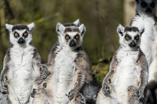 Ring-tailed lemur (Lemur catta), sunbathing, France
