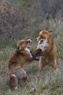 Red foxes (Vulpes vulpes), two fighting males, North Holland, Netherlands