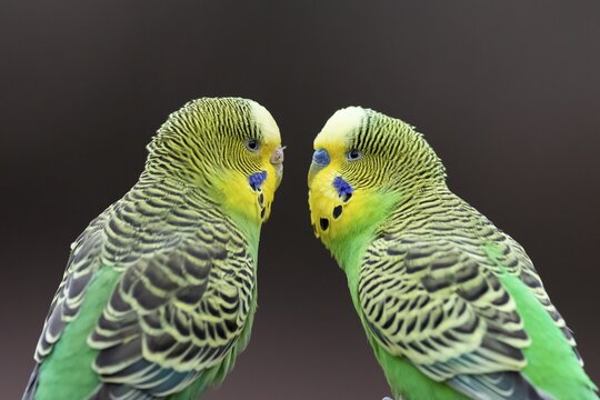 Two green Budgies (Melopsittacus undulatus) sitting opposite each other, captive, Germany