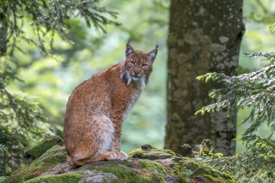 Eurasian lynx (Lynx lynx), sitting on a stone in the forest, captive, Bavaria, Germany