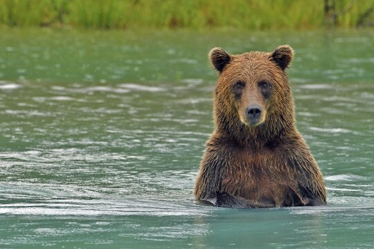 Brown bear (Ursus arctos) standing on hind legs up to chest in water and looking at camera, Lake Clarke National Park, Alaska, USA