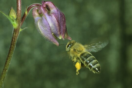Biene (Apis mellifera) on an Aquilegia vulgaris