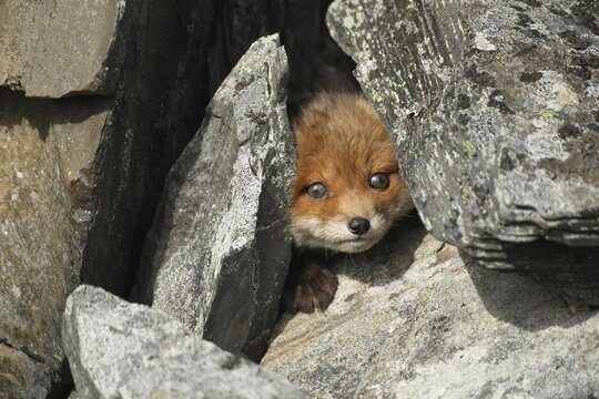 Red fox (Vulpes vulpes), cub looking through rocks, tundra, coastal region, Lapland, Norway