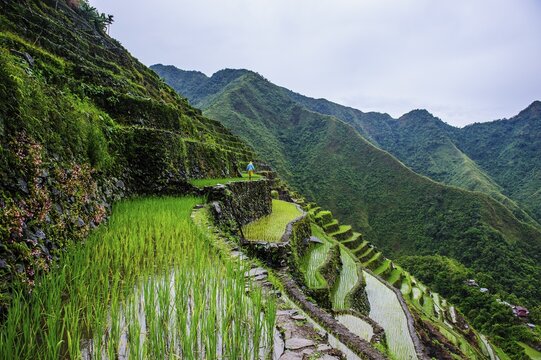 Batad rice terraces, part of the world heritage sight Banaue, Luzon, Philippines