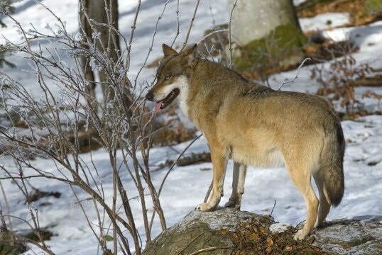 Gray Wolf or Timber wolf (Canis lupus lycaon), Bavarian Forest National Park, Bavaria, Germany, Europe