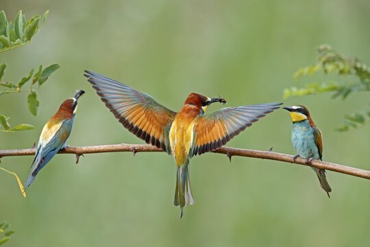 Three bee-eaters (Merops apiaster) with prey sitting on branch, Rhineland-Palatinate, Germany