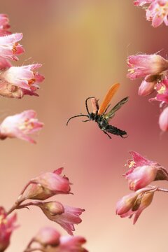 Lygistopterus sanguineus (Lygistopterus sanguineus), in flight, on alumroot (Heuchera), Germany