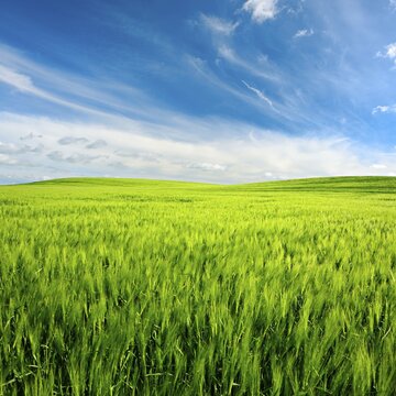 Landscape with rolling hills, green barley field under blue sky with beautiful clouds, Saalekreis, Saxony-Anhalt, Germany