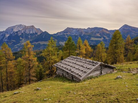 Falzalm in front of autumnal larches, in the back Hoher G&ouml;ll, Schneibstein and Kahlersberg, Berchtesgaden National Park, Sch&ouml;nau am K&ouml;nigssee, Berchtesgadener Land, Upper Bavaria, Bavaria, Germany