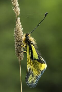 Owlfly (Libelloides coccajus), Feldthurns, Bolzano-Bozen, Italy