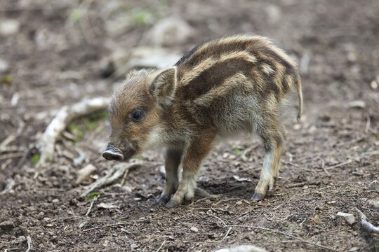 Wild Boar (Sus scrofa), piglet