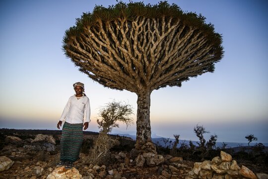 Yemenite man standing in front of a Socotra Dragon Tree or Dragon Blood Tree (Dracaena cinnabari), Dixsam plateau, Socotra, Yemen