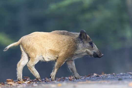 Wild Boar (Sus scrofa), Vulkaneifel district, Rhineland-Palatinate, Germany