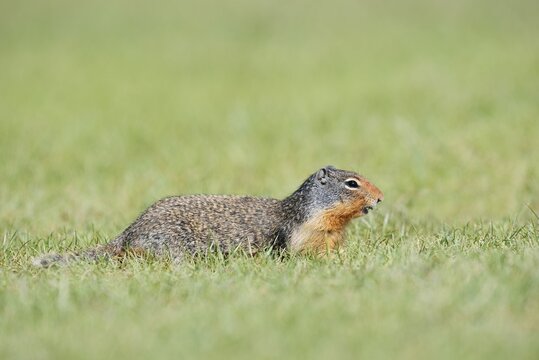Columbia ground squirrel (Urocitellus columbianus, Spermophilus columbianus), Jasper National Park, Alberta, Canada