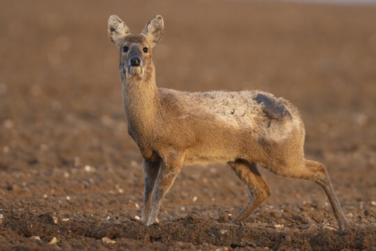 Chinese water deer (Hydropotes inermis) adult animal standing in a ploughed farmland field, England, United Kingdom