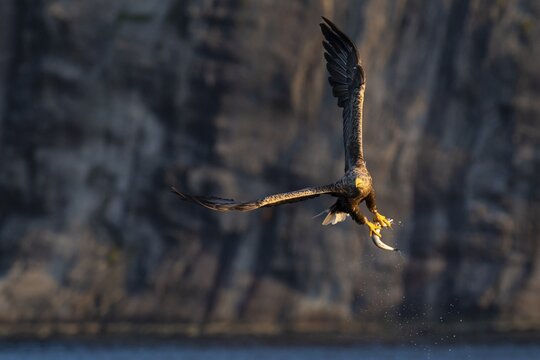 White-tailed eagle (Haliaeetus albicilla), bird of prey, in flight, prey strike, Lauvsnes, North Trondelag, Norway