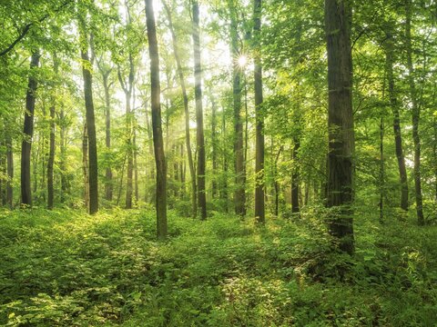 Sun shines through near-natural beech forest with dense undergrowth through natural regeneration, Burgenlandkreis, Saxony-Anhalt, Germany