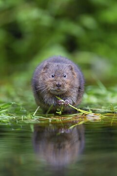 Water vole (Arvicola amphibius) adult animal standing on floating pond plants, Kent, England, United Kingdom