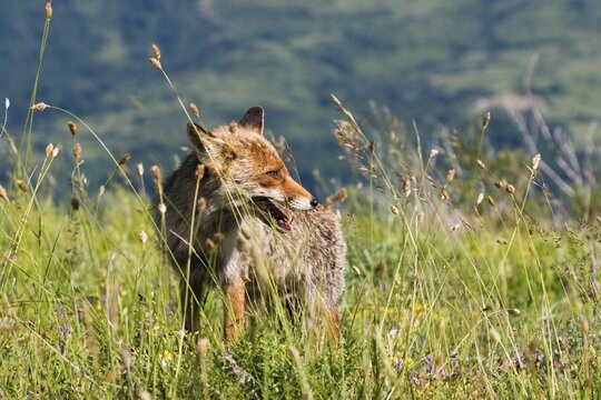Red Fox (Vulpes vulpes) on a meadow, Italy, Europe