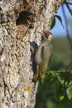 European green woodpecker (Picus viridis) in front of his breeding cave in a walnut tree, Kukmirn, Burgenland, Austria