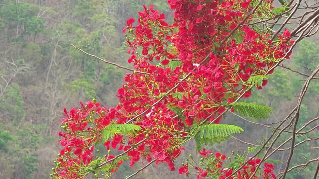 Red flamboyant flame tree flowers with mountain background.