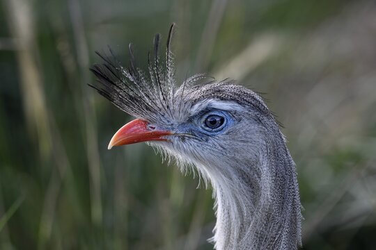 Red-legged seriema (Cariama cristata) at the breeding station of the Conservation Land Trust at the Estancia El Socorro, Portrait, at Colonia Carlos Pellegrini, Esteros del Iber&aacute;, Province of Corrientes, Argentina