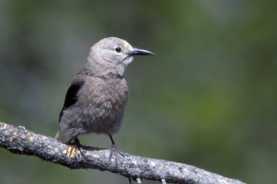Clark's Nutcracker (Nucifraga columbiana), Canada