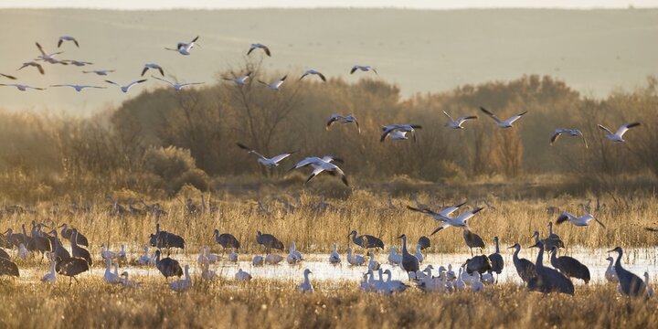 Snow Geese (Anser caerulescens, Grus canadensis) and Sandhill Cranes (Grus canadensis) wintering in the Bosque del Apache Wildlife Refuge, New Mexico, North America, USA