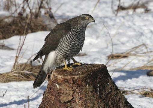 Goshawk (Accipiter gentilis) in winter
