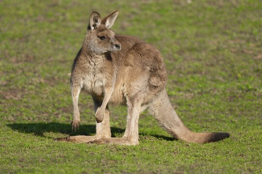 Giant kangaroo (Macropus fuliginosus) stands in a meadow and looks attentively, Germany