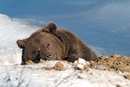 Brown Bear (Ursus arctos), Bavarian Forest National Park, Bavaria, Germany, Europe