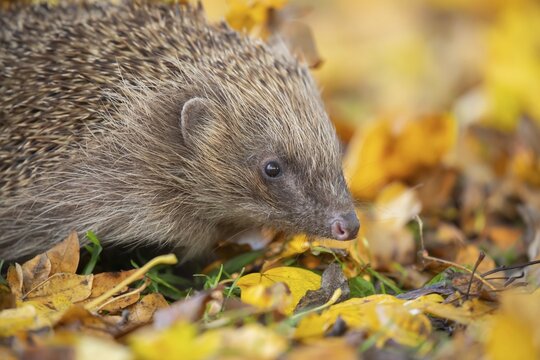 European hedgehog (Erinaceus europaeus) adult animal amongst fallen autumn leaves, Suffolk, England, United Kingdom