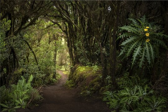 A hiking trail in the cloud forest. Flowering sow thistle (Sonchus hierrensis) at the edge of the path. Garajonay National Park, La Gomera, Canary Islands, Spain